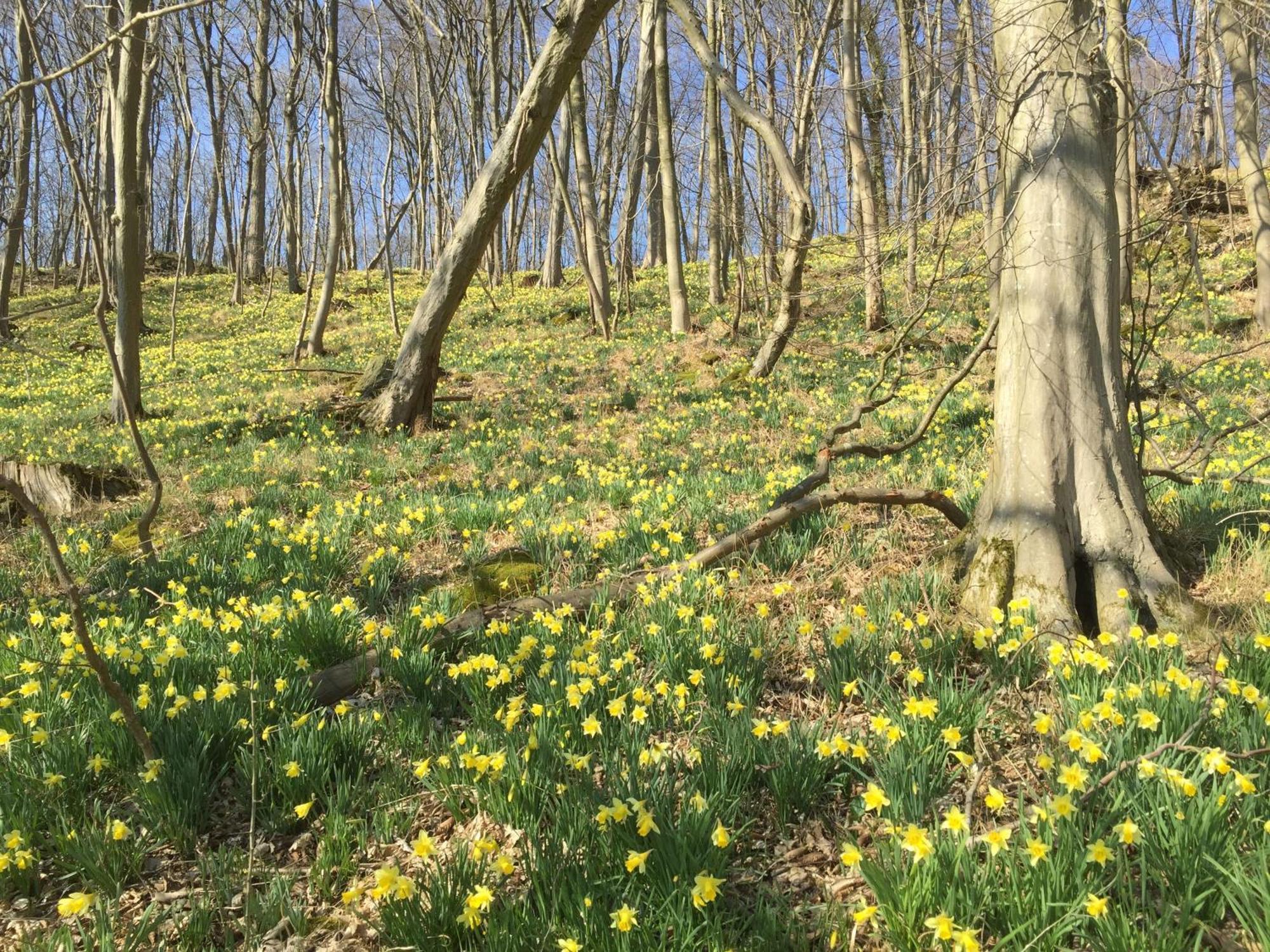 Venngasthof Zur Buche Monschau Dış mekan fotoğraf